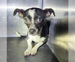 Small Chihuahua Mix