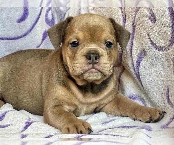 Medium Photo #1 English Bulldog-French Bulldog Mix Puppy For Sale in NEWTON, NJ, USA
