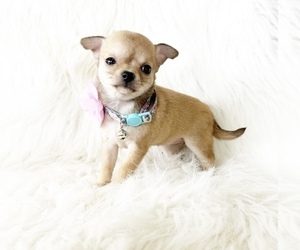 Chihuahua Puppy for sale in SACRAMENTO, CA, USA