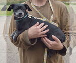 Small #1 Chiweenie