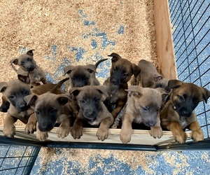 Belgian Malinois Puppy for Sale in DIXON, California USA