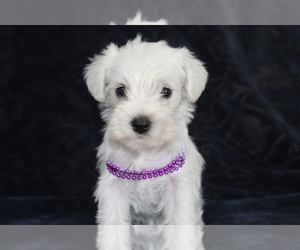 Schnauzer (Miniature) Puppy for sale in BROOKSVILLE, FL, USA