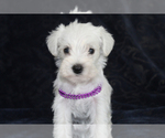 Image preview for Ad Listing. Nickname: Snowy