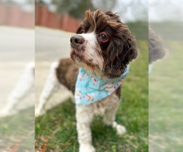 Medium Photo #24 Cocker Spaniel Puppy For Sale in Arlington, VA, USA