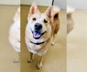 Chow Chow-Shiba Inu Mix Dogs for adoption in Derwood, MD, USA