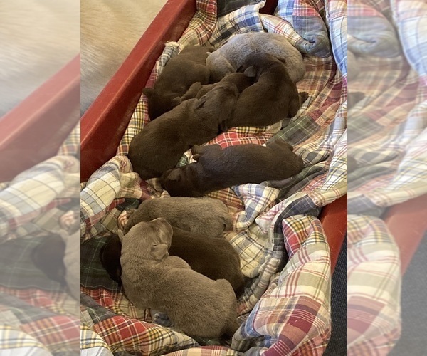 Medium Photo #1 Labrador Retriever Puppy For Sale in MIDDLEBURY, IN, USA