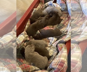 Labrador Retriever Puppy for Sale in MIDDLEBURY, Indiana USA