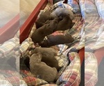Image preview for Ad Listing. Nickname: Litter of 9