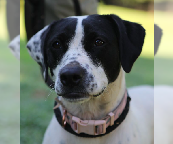 Medium Photo #3 Mutt Puppy For Sale in Decatur, GA, USA