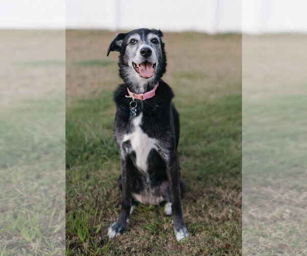 Medium Photo #4 Mutt Puppy For Sale in Cary, NC, USA