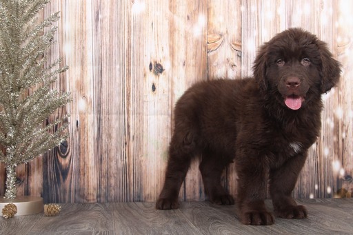 Medium Photo #1 Newfoundland Puppy For Sale in BEL AIR, MD, USA
