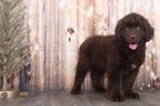 Small Photo #1 Newfoundland Puppy For Sale in BEL AIR, MD, USA