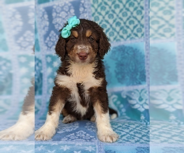 Medium Photo #1 Aussiedoodle Puppy For Sale in PORT DEPOSIT, MD, USA