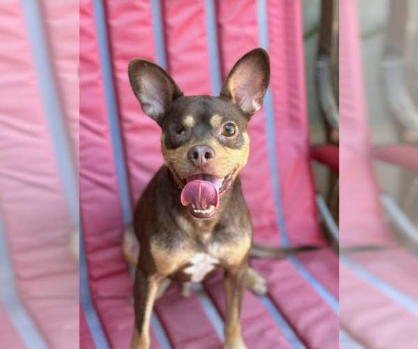 Medium Photo #5 Chihuahua-Unknown Mix Puppy For Sale in Cranston, RI, USA