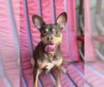 Small #4 Chihuahua Mix