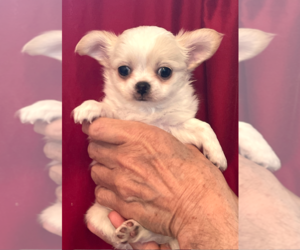 Medium Chihuahua