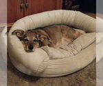 Small #1 German Shepherd Dog-Pembroke Welsh Corgi Mix