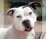 Small American Staffordshire Terrier