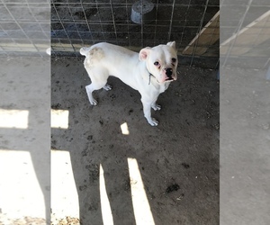 Boxer-Bull-Boxer Mix Puppy for sale in HONEA PATH, SC, USA