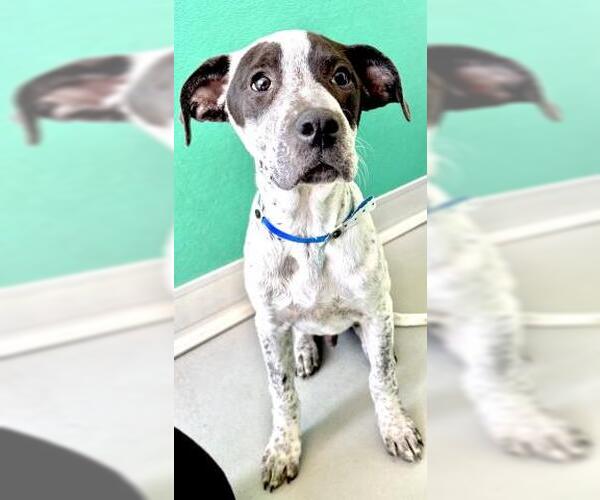 Medium Photo #1 Mutt Puppy For Sale in Visalia, CA, USA