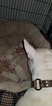Small Photo #10 Bull Terrier Puppy For Sale in JACKSON, MI, USA