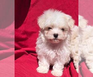 Maltese Puppy for sale in CORNERSVILLE, TN, USA