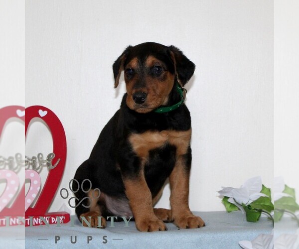 Medium Photo #4 Airedale Terrier Puppy For Sale in HOLTWOOD, PA, USA
