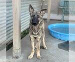 Small #1 German Shepherd Dog Mix