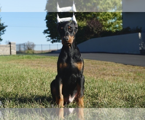 Medium Photo #3 Doberman Pinscher Puppy For Sale in WARSAW, IN, USA