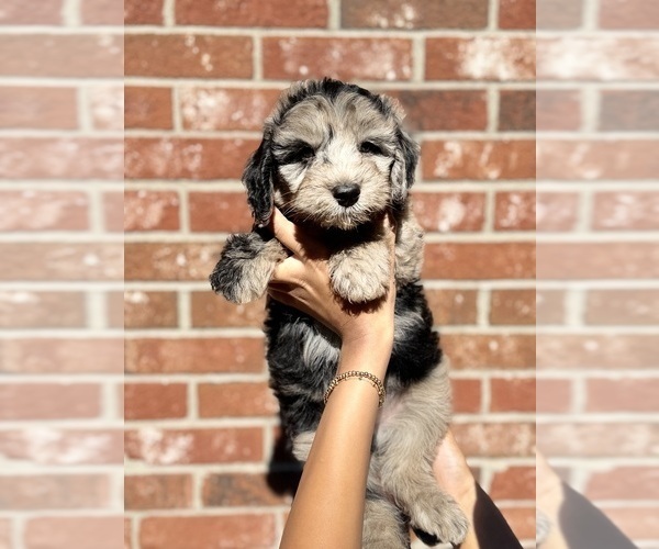 Medium Photo #21 Sheepadoodle Puppy For Sale in CLEMSON, SC, USA