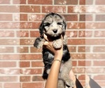 Small Photo #21 Sheepadoodle Puppy For Sale in CLEMSON, SC, USA