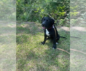 Bulldog-Labrador Retriever Mix Dogs for adoption in Tarrytown, GA, USA