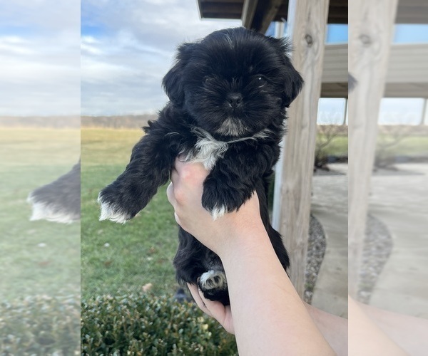 Medium Photo #1 Shih Tzu Puppy For Sale in LINWOOD, KS, USA