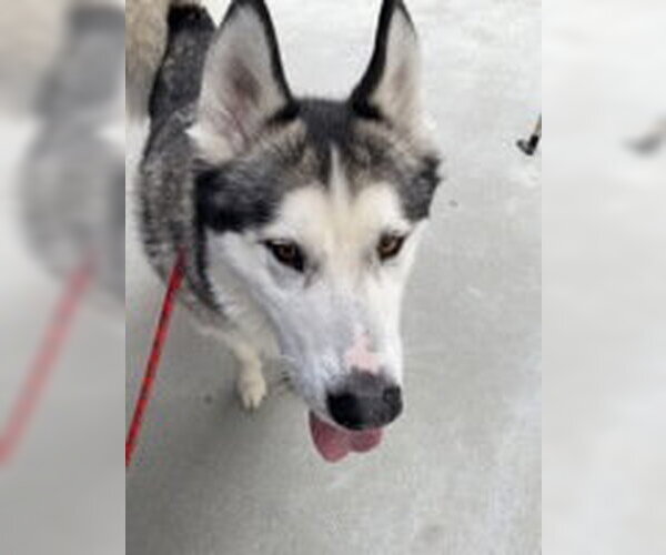 Medium Photo #1 Siberian Husky Puppy For Sale in Salinas, CA, USA