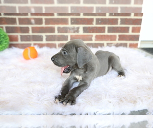 Great Dane Puppy for sale in GOSHEN, IN, USA