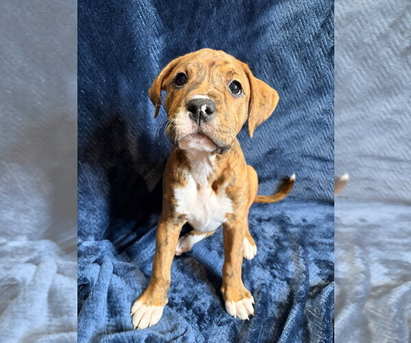Medium Photo #2 Mutt Puppy For Sale in Candler, NC, USA