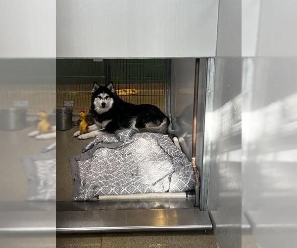 Medium Photo #2 Alaskan Malamute Puppy For Sale in West Valley, UT, USA