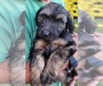 Small Photo #2 Aussiedoodle Puppy For Sale in ARCHDALE, NC, USA