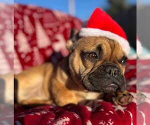 French Bulldog Puppy for sale in REDMOND, WA, USA