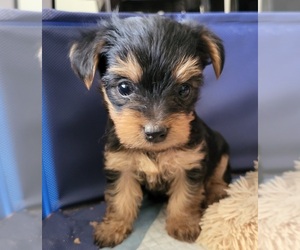 Yorkshire Terrier Puppy for sale in PLACITAS, NM, USA