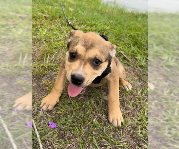 Medium Photo #5 Bulldog-Unknown Mix Puppy For Sale in Tarrytown, GA, USA