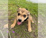Small #4 Bulldog Mix