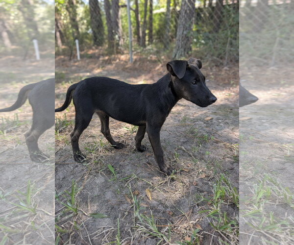 Medium Photo #1 Labrador Retriever-Unknown Mix Puppy For Sale in The Woodlands, TX, USA