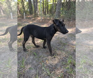 Labrador Retriever-Unknown Mix Dogs for adoption in The Woodlands, TX, USA