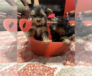 Yorkshire Terrier Puppy for Sale in HOUSTON, Texas USA