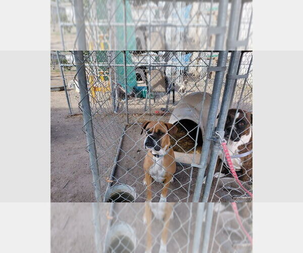 Medium Photo #4 Boxer Puppy For Sale in Austin, TX, USA