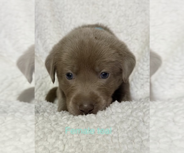 Medium Photo #19 Labrador Retriever Puppy For Sale in LINDEN, MI, USA