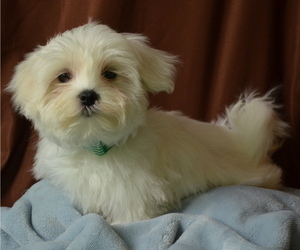 Maltese Puppy for sale in PATERSON, NJ, USA
