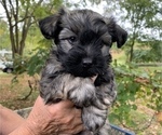 Small Photo #21 Havanese Puppy For Sale in KODAK, TN, USA