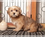 Puppy Mona Shorkie Tzu